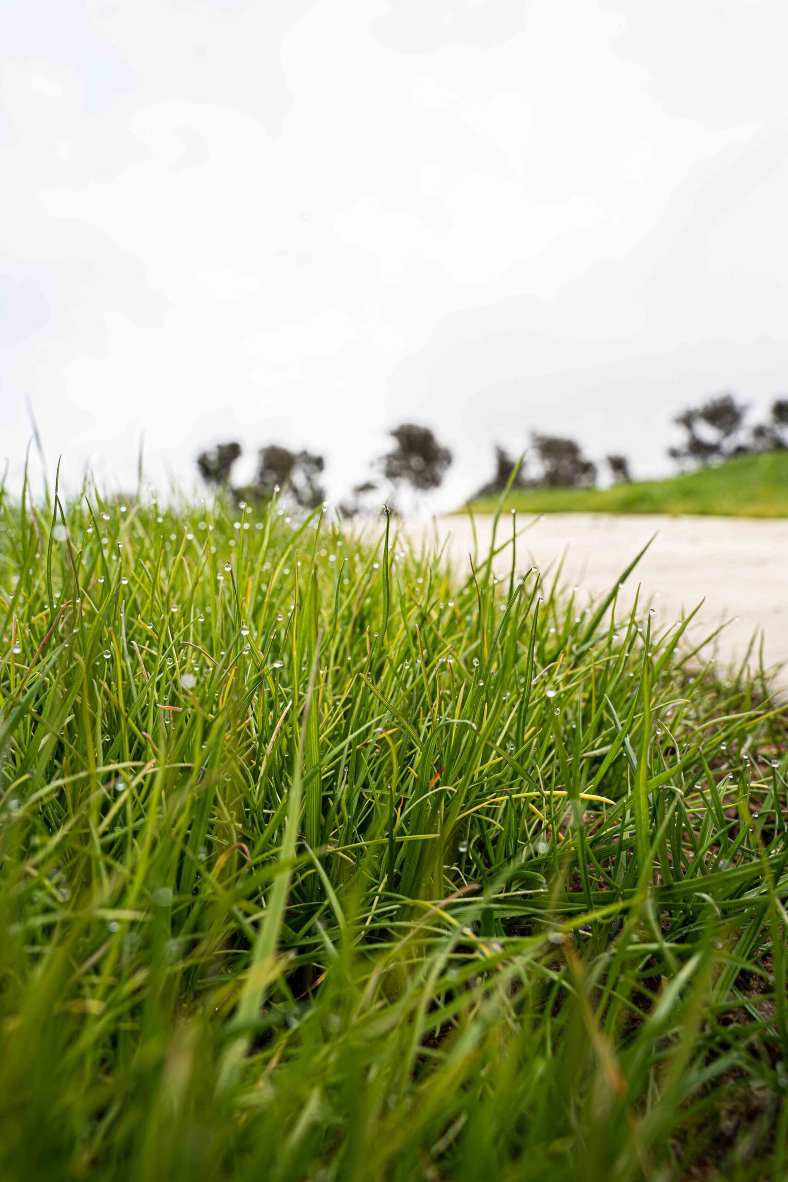 Vital Biochar – Sustainable Australian Biochar for Soil, Water & Land Rehabilitation